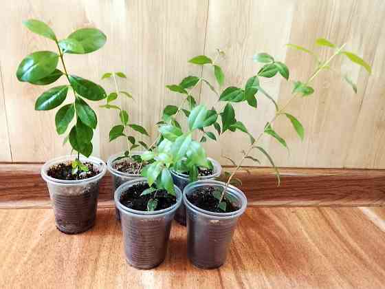 Барбадосская вишня (мальпигия) Донецк