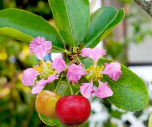 Барбадосская вишня (мальпигия) Донецк
