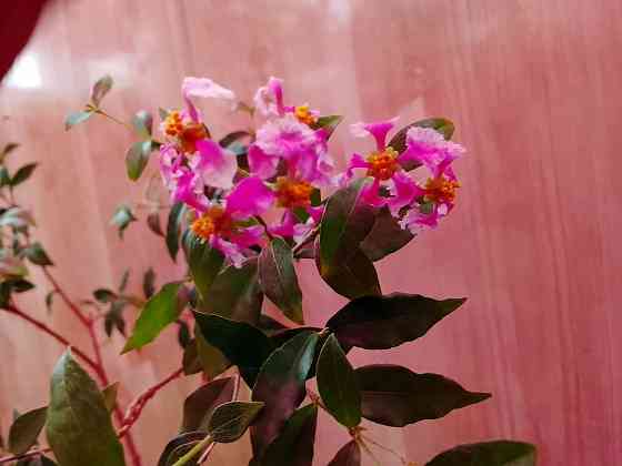 Барбадосская вишня (мальпигия) Донецк