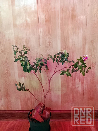 Барбадосская вишня (мальпигия) Донецк - изображение 4