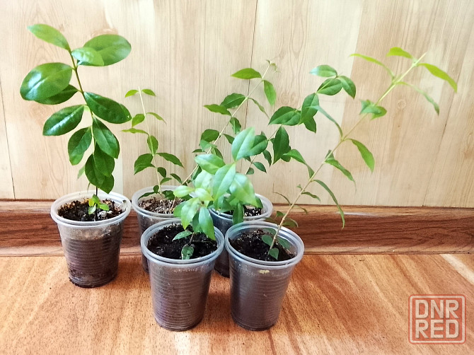 Барбадосская вишня (мальпигия) Донецк - изображение 2