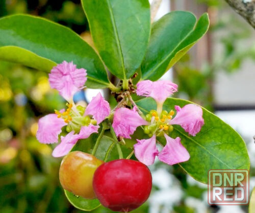 Барбадосская вишня (мальпигия) Донецк - изображение 3