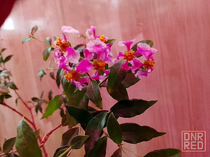 Барбадосская вишня (мальпигия) Донецк - изображение 1