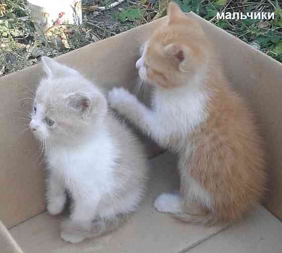 Рыжие котята Донецк