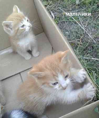 Рыжие котята Донецк