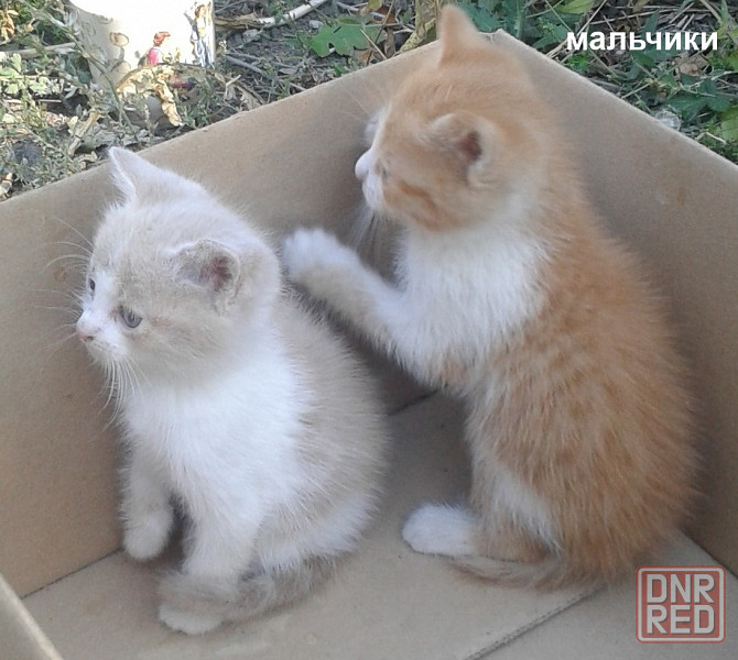 Рыжие котята Донецк - изображение 4
