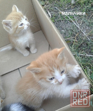 Рыжие котята Донецк - изображение 5