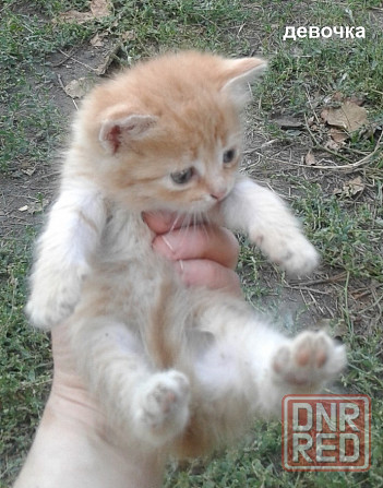 Рыжие котята Донецк - изображение 2