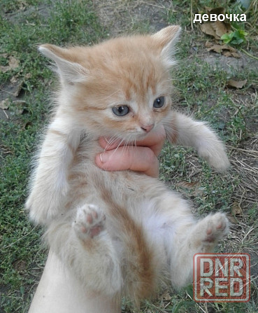 Рыжие котята Донецк - изображение 3