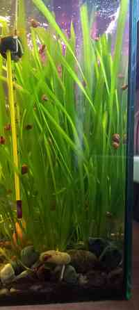 Валлиснерия аквариумные растения водоросли Донецк