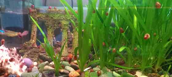 Валлиснерия аквариумные растения водоросли Донецк