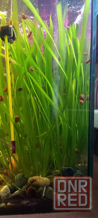 Валлиснерия аквариумные растения водоросли Донецк - изображение 1