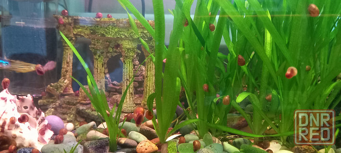 Валлиснерия аквариумные растения водоросли Донецк - изображение 2