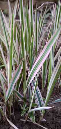 Фалярис Канареечник тростниковый многолетний Донецк