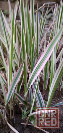 Фалярис Канареечник тростниковый многолетний Донецк - изображение 1