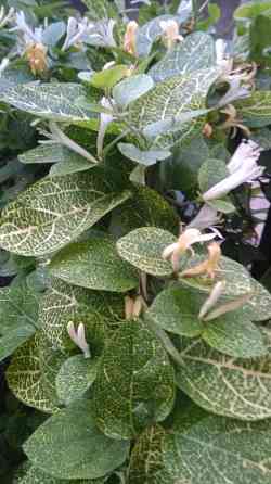 Жимолость японская золотисто-сетчатая лиана Донецк