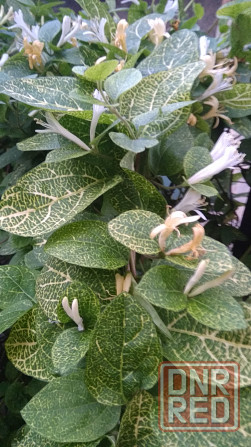 Жимолость японская золотисто-сетчатая лиана Донецк - изображение 1