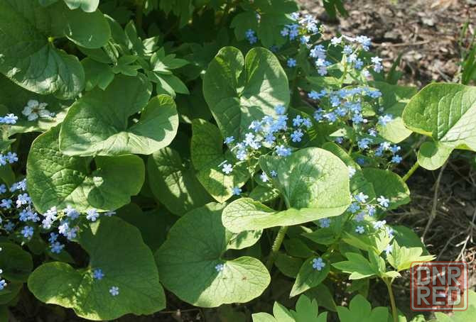 Бруннера многолетняя Донецк - изображение 1