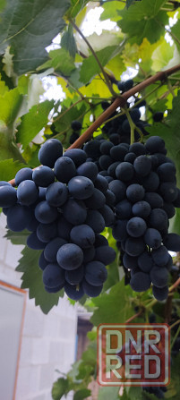 Продам виноград Молдова Донецк - изображение 2