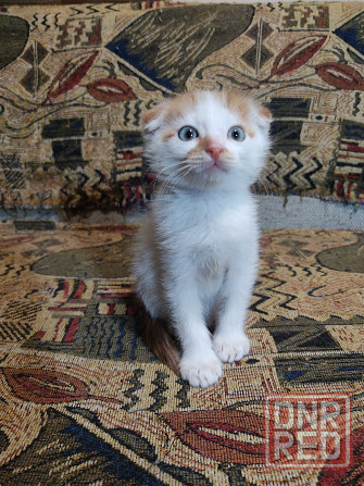 Милашки вислоухие котята ищут дом Донецк - изображение 4