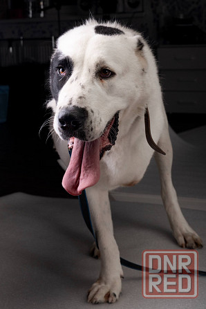 Собачка Умка ищет дом! Донецк - изображение 2