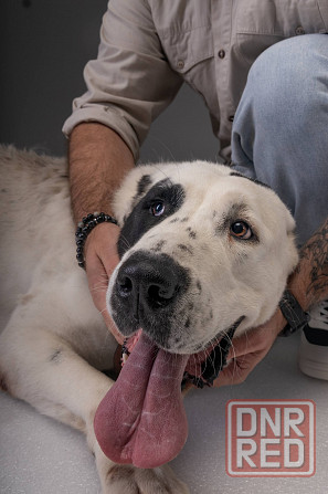 Собачка Умка ищет дом! Донецк - изображение 1