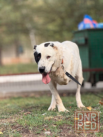 Собачка Умка ищет дом! Донецк - изображение 3