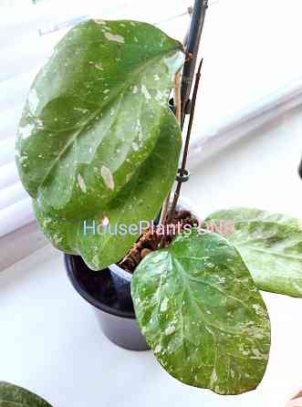 Хойя Hoya Michelle MB 1225 Макеевка