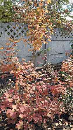 Продам саженцы калины Донецк