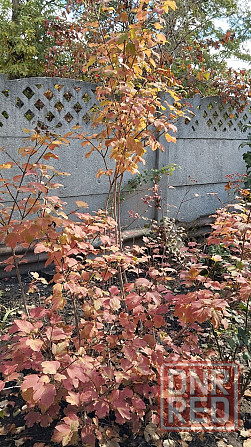 Продам саженцы калины Донецк - изображение 1