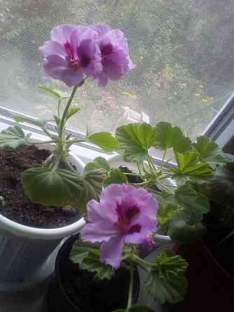 Пеларгония Orange Fizz, душистая Макеевка