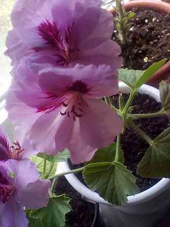 Пеларгония Orange Fizz, душистая Макеевка