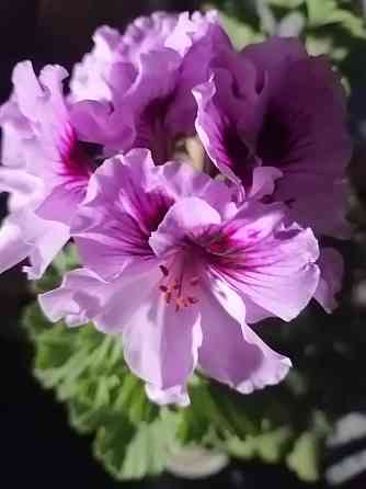 Пеларгония Orange Fizz, душистая Макеевка