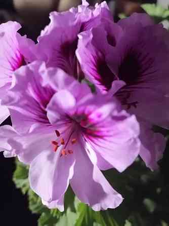 Пеларгония Orange Fizz, душистая Макеевка