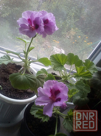 Пеларгония Orange Fizz, душистая Макеевка - изображение 2