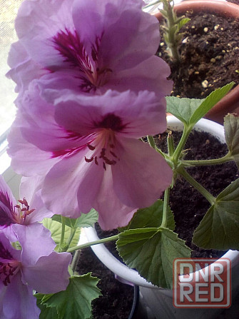 Пеларгония Orange Fizz, душистая Макеевка - изображение 1