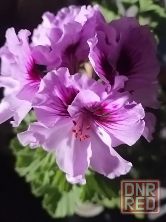 Пеларгония Orange Fizz, душистая Макеевка - изображение 4