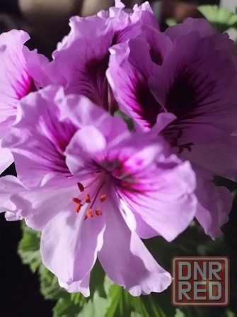 Пеларгония Orange Fizz, душистая Макеевка - изображение 3