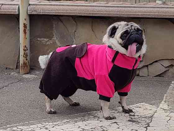 Комбинезон вельветовый для собак Донецк