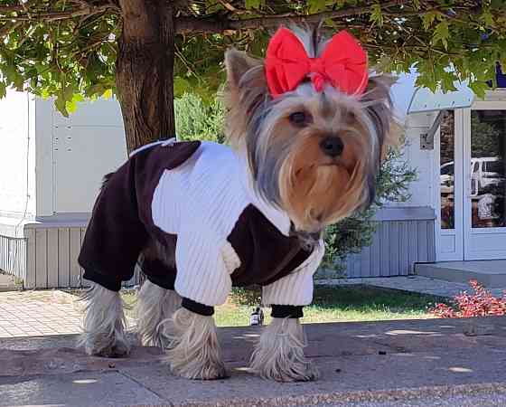 Комбинезон вельветовый для собак Донецк