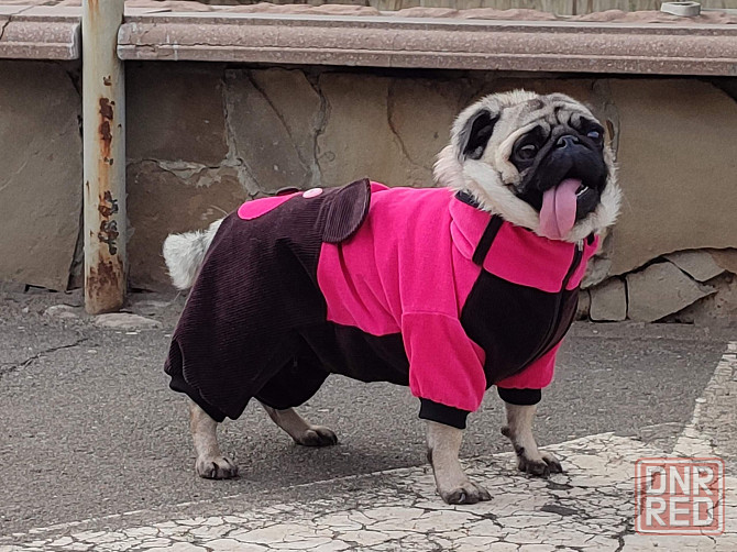 Комбинезон вельветовый для собак Донецк - изображение 1