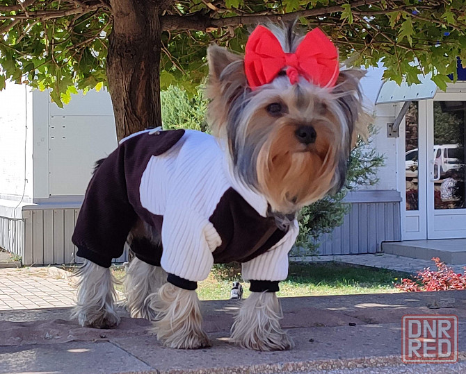 Комбинезон вельветовый для собак Донецк - изображение 3