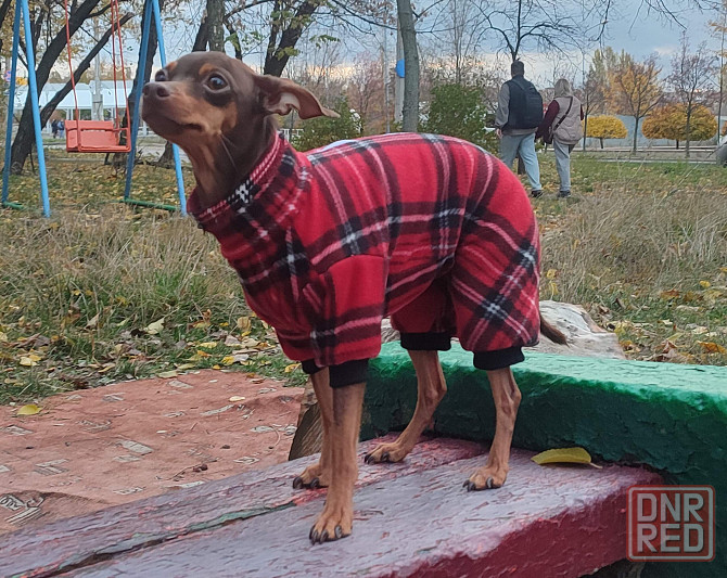 Комбинезон вельветовый для собак Донецк - изображение 4