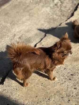 Девочка чихуахуа Донецк