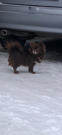 Девочка чихуахуа Донецк