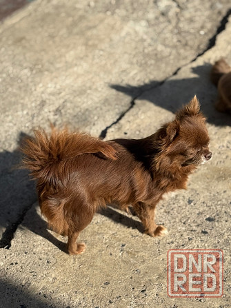 Девочка чихуахуа Донецк - изображение 2