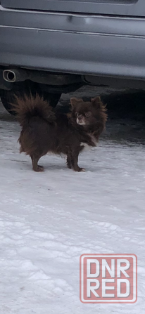 Девочка чихуахуа Донецк - изображение 1