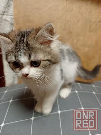 котят ищут дом Донецк - изображение 1