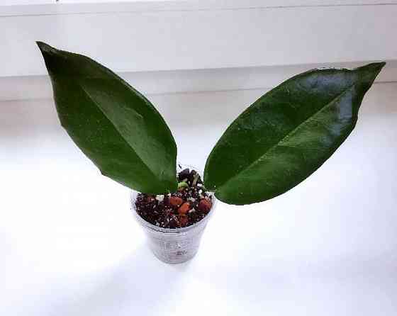 Хойя Hoya Macgillivrayi Макеевка