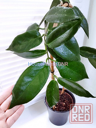 Хойя Hoya Macgillivrayi Макеевка - изображение 2